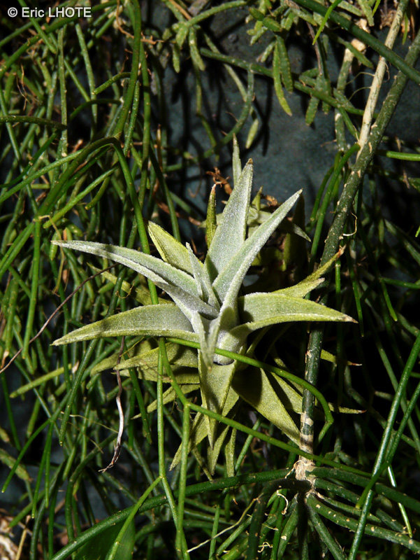 Bromeliaceae - Tillandsia edithiae - Filles de l’air