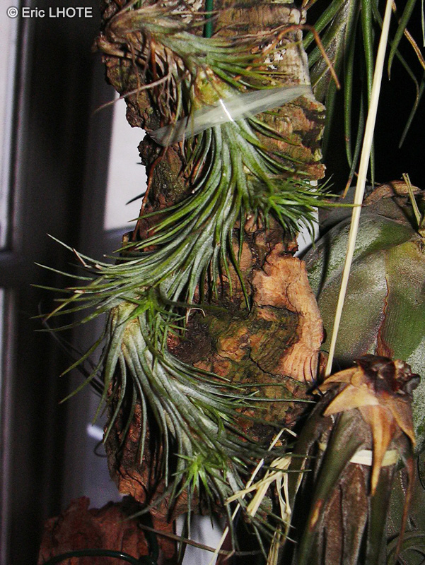 Bromeliaceae - Tillandsia funckiana - Filles de l’air