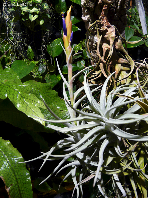 Bromeliaceae - Tillandsia harrisii - Filles de l’air