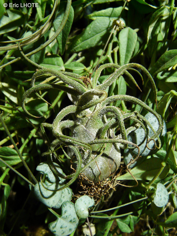 Bromeliaceae - Tillandsia pruinosa - Filles de l’air