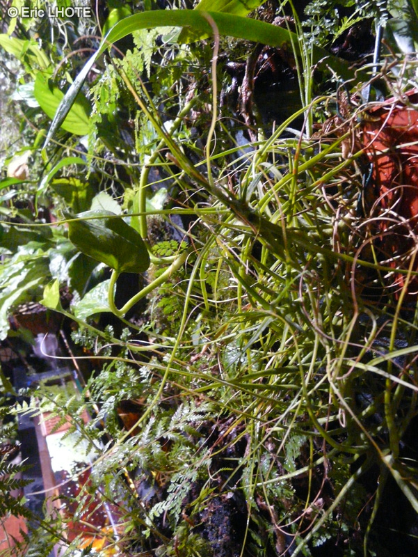 Bromeliaceae - Tillandsia schiedeana - Filles de l’air
