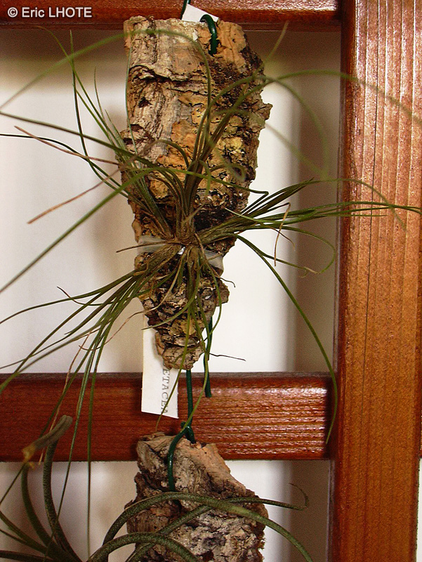 Bromeliaceae - Tillandsia setacea - Filles de l’air