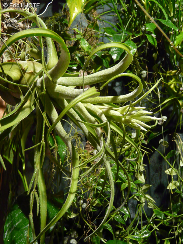 Bromeliaceae - Tillandsia streptophylla - Filles de l’air