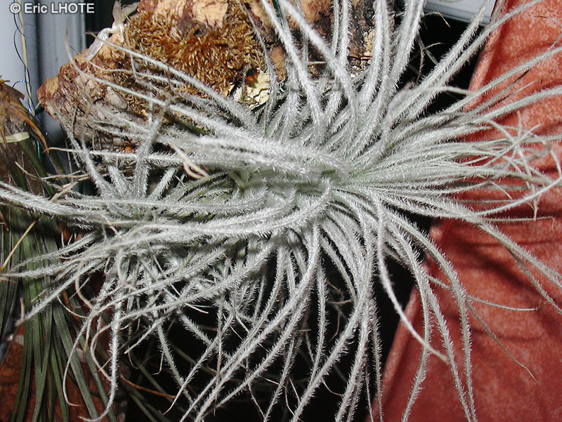 Bromeliaceae - Tillandsia tectorum - Filles de l’air