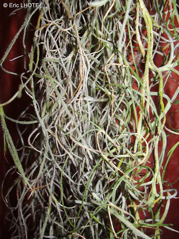 Bromeliaceae - Tillandsia usenoides - Filles de l’air, Barbe Espagnole, Barbe du roi, Mousse Espagnole