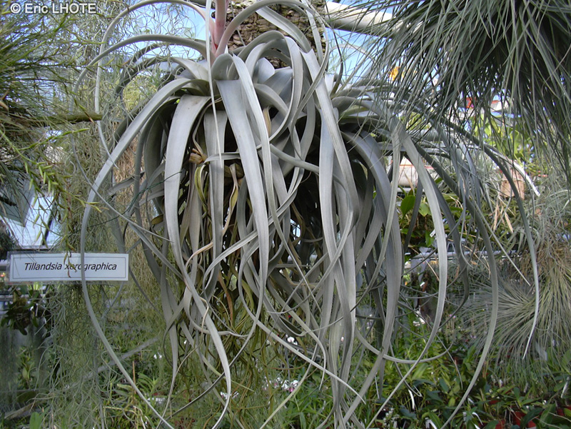 Bromeliaceae - Tillandsia xerographica - Filles de l’air