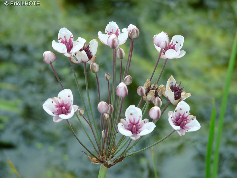 Butomaceae - Butomus umbellatus - Jonc fleuri, Jonc de rivière, Butome en ombelle