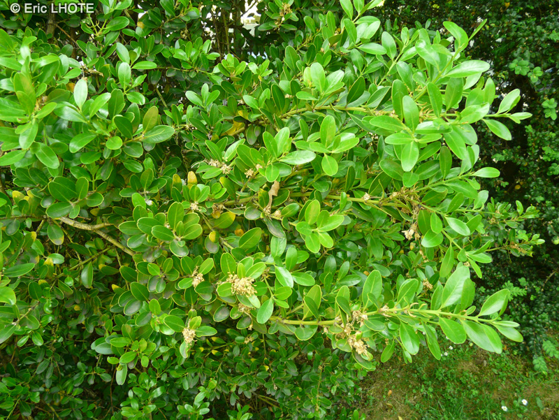 Buxaceae - Buxus balearica - Buis de Mahon, Buis des Baléares