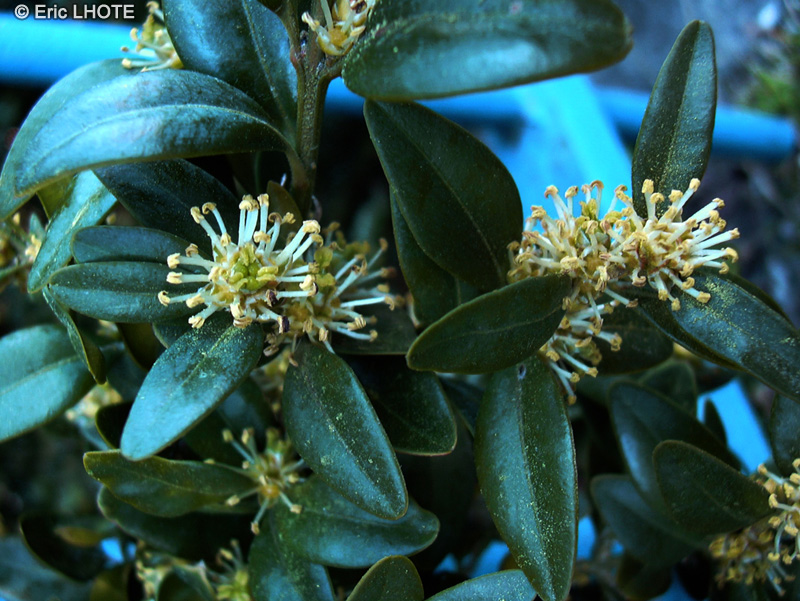  - Buxus sempervirens Rotundifolia - 