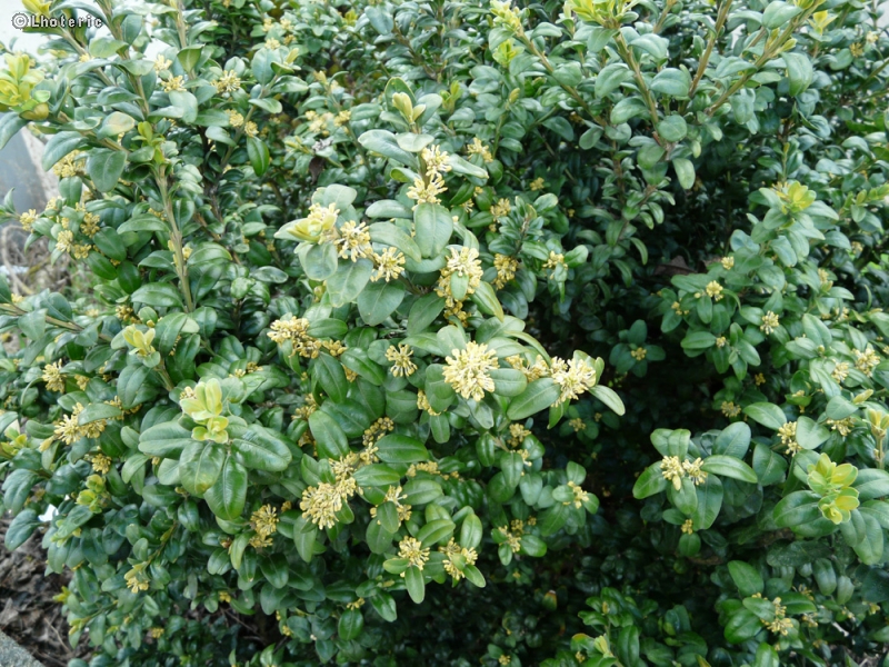 - Buxus sempervirens Rotundifolia - 