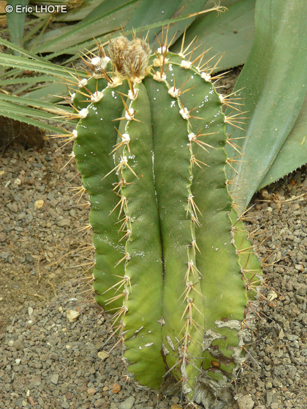 Cactaceae - Astrophytum ornatum - Astrophyte ornée