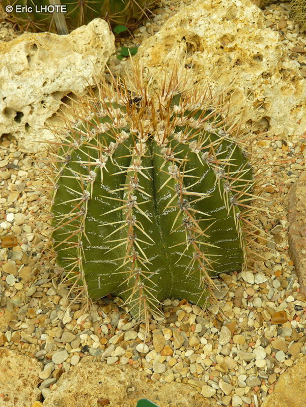 Cactaceae - Astrophytum ornatum f. spirale - Astrophyte
