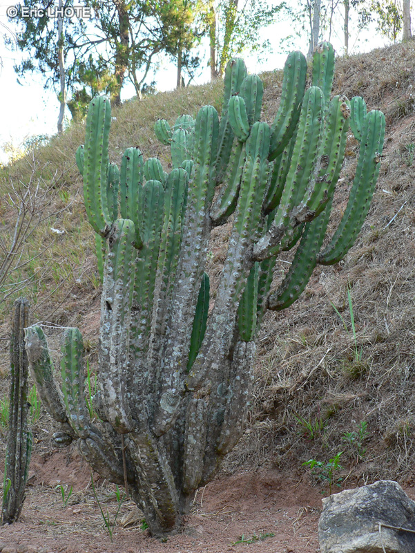 Cactaceae - Cereus peruvianus - Cactus cierge