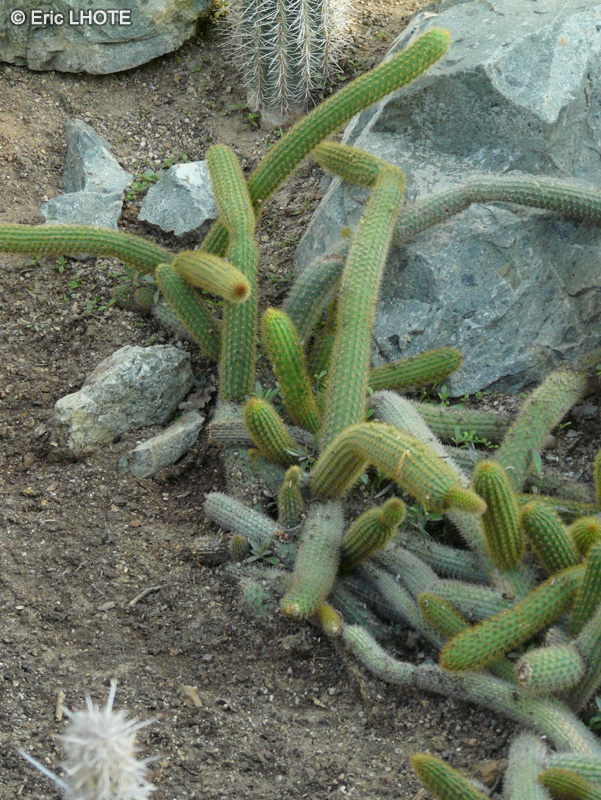 Cactaceae - Cleistocactus aureispinus - Cleistocactus