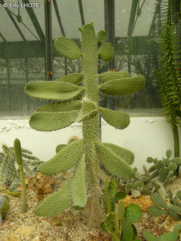 Cactaceae - Consolea moniliformis - Consolea