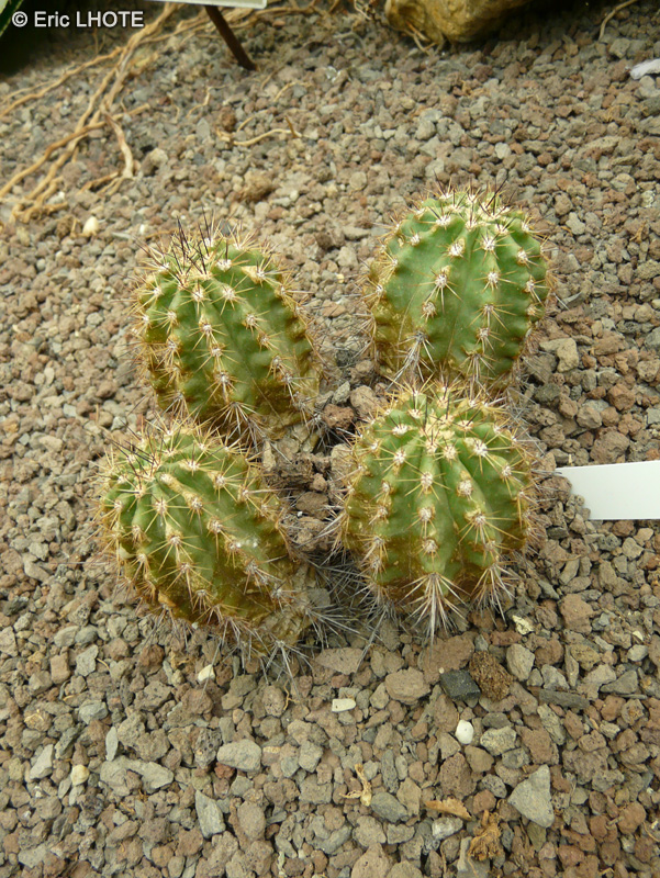Cactaceae - Echinocereus polyacanthus - Echinocereus