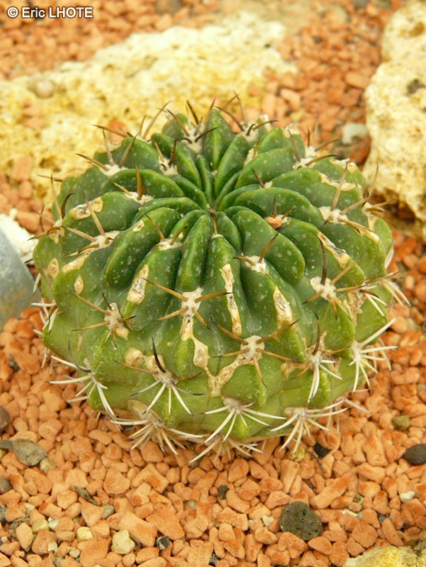 Cactaceae - Echinopsis obrepanda - Echinopsis