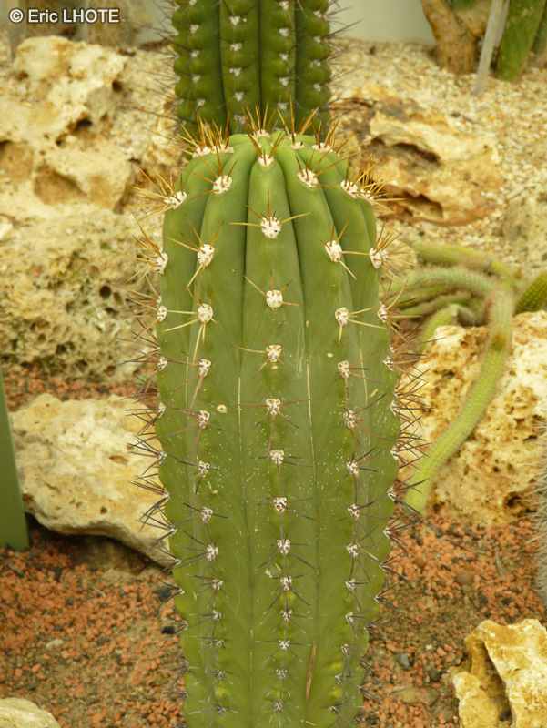 Cactaceae - Echinopsis terscheckii - Echinopsis
