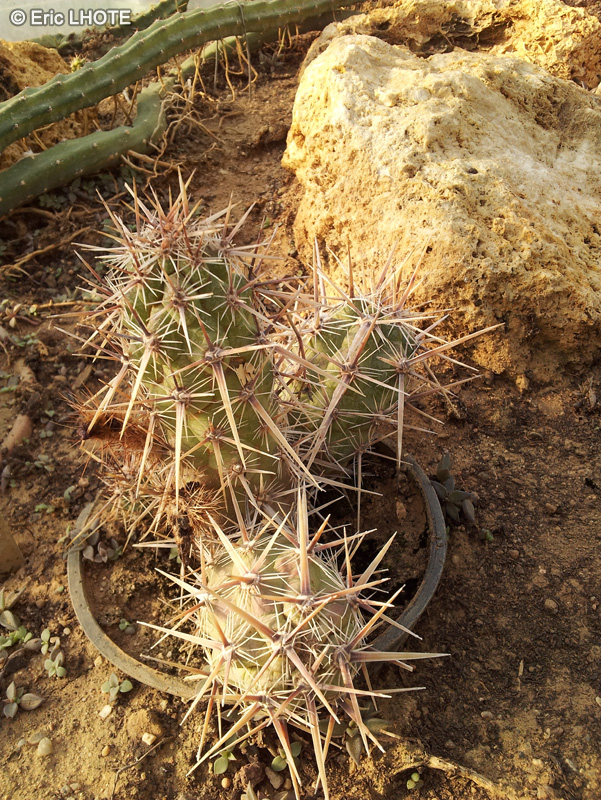 Cactaceae - Echocereus brandegeei - Strawberry Cactus