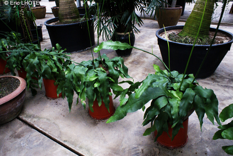 Cactaceae - Epiphyllum oxypetalum - Phyllocactus