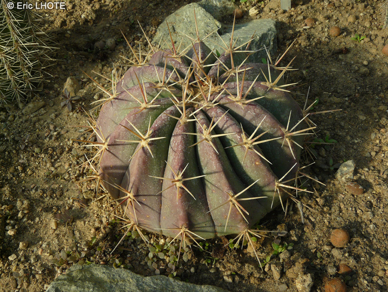 Cactaceae - Ferocactus alamosanus - Ferocactus