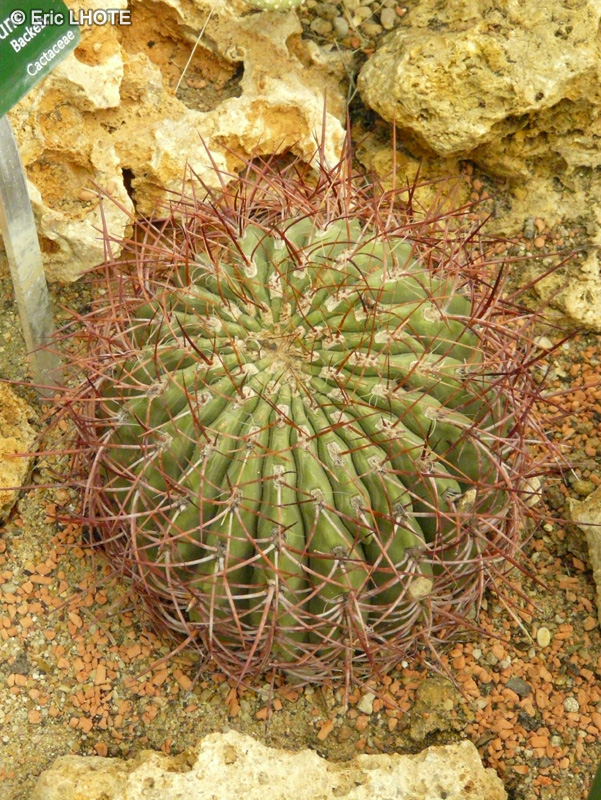 Cactaceae - Gymnocalycium mostii var kurtzianum - Gymnocalycium