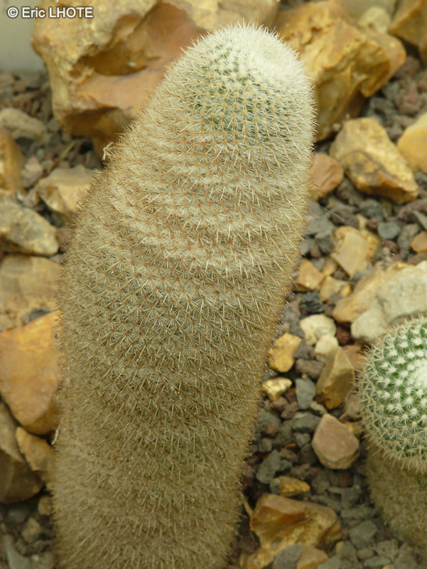 Cactaceae - Mammillaria albilanata - Mammillaire