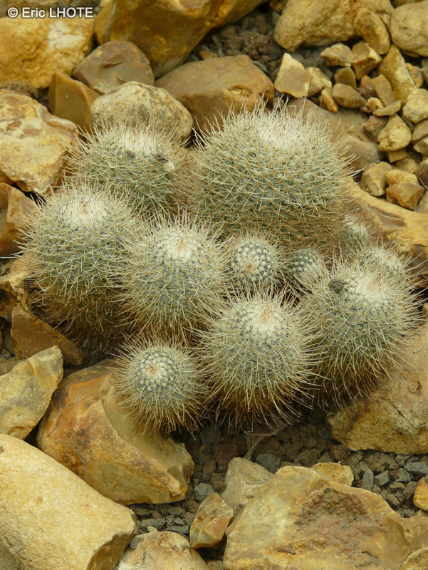 Cactaceae - Mammillaria geminispina - Mammillaire
