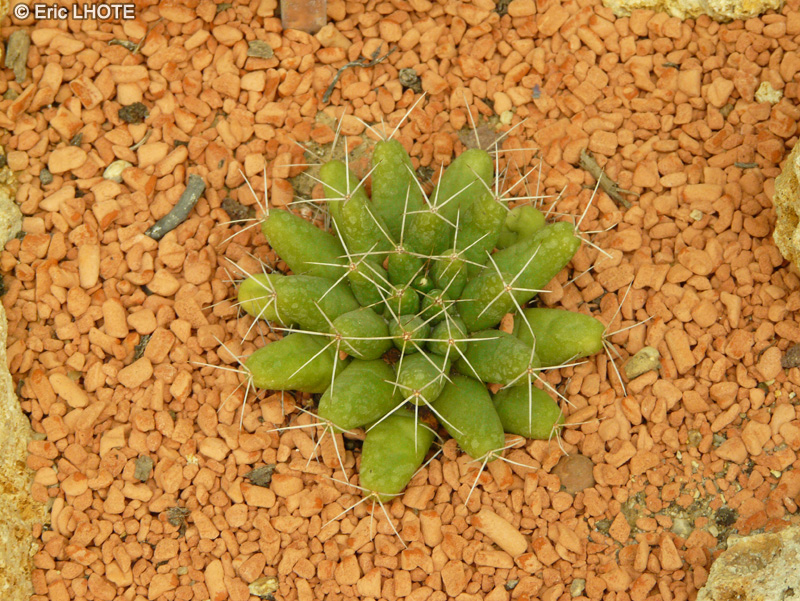 Cactaceae - Mammilaria longimamma - Mamillaire à longs mamelons