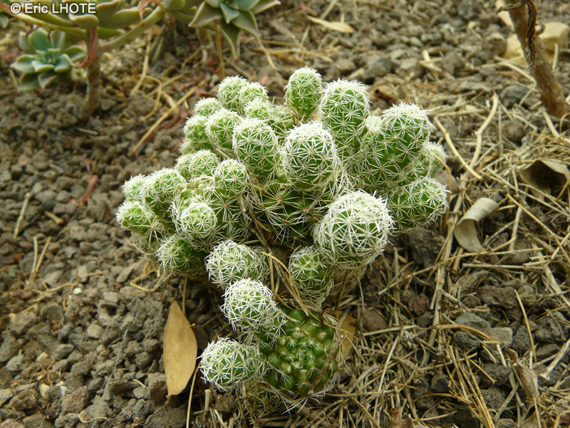 Cactaceae - Mammillaria vetula ssp. gracilis - Mammillaire