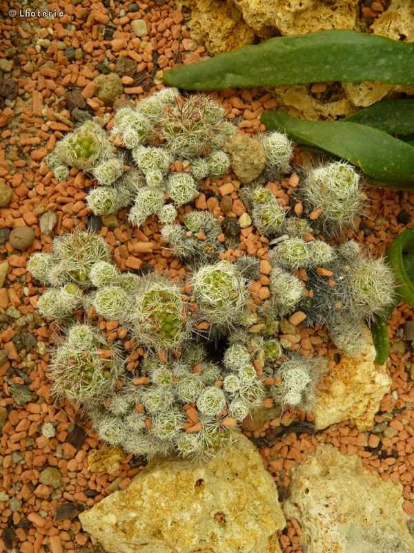 Cactaceae - Mammillaria vetula ssp. gracilis - Mammillaria vetula