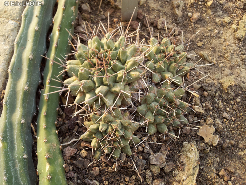 Cactaceae - Mammillaria winterae - Mammillaire