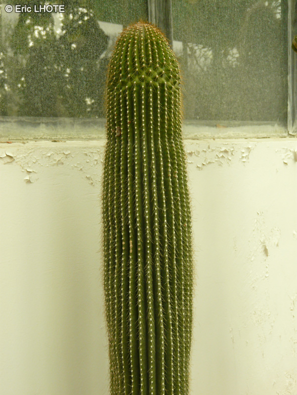Cactaceae - Neobuxbaumia polylopha - Cactus cierge