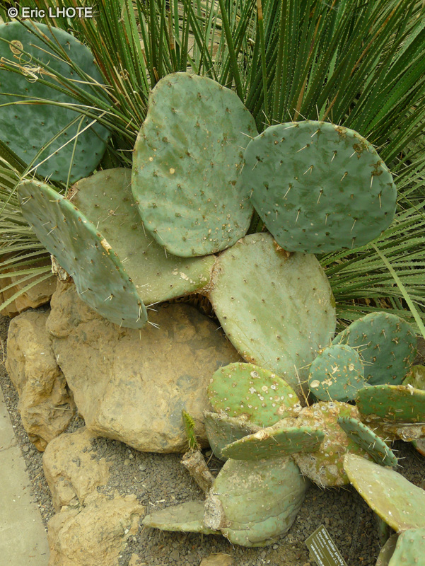 Cactaceae - Opuntia robusta - Opuntia, Oponce