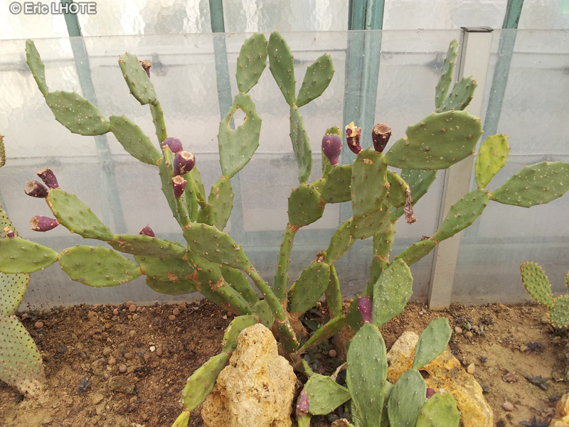 Cactaceae - Opuntia vulgaris - Oponce, Nopal