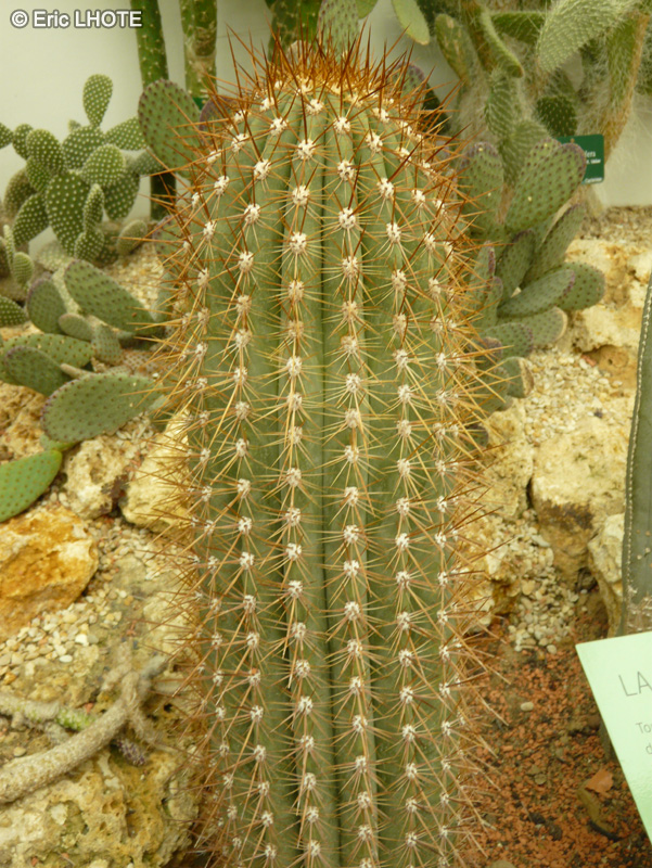 Cactaceae - Oreocereus celsianus - Vieillard des Andes