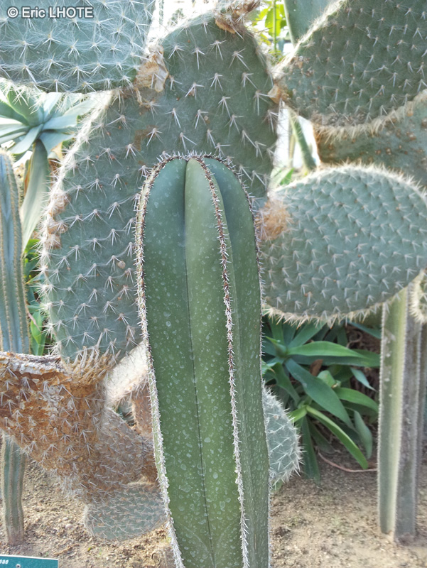 Cactaceae - Pachycereus marginatus - Organ pipe cactus, Mexican fence post