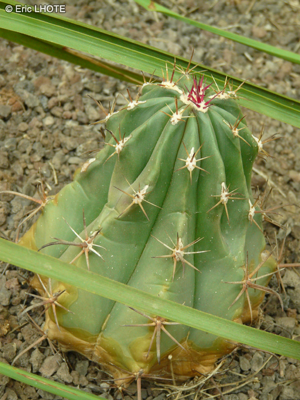 Cactaceae - Pachycereus pringlei - Pachycereus