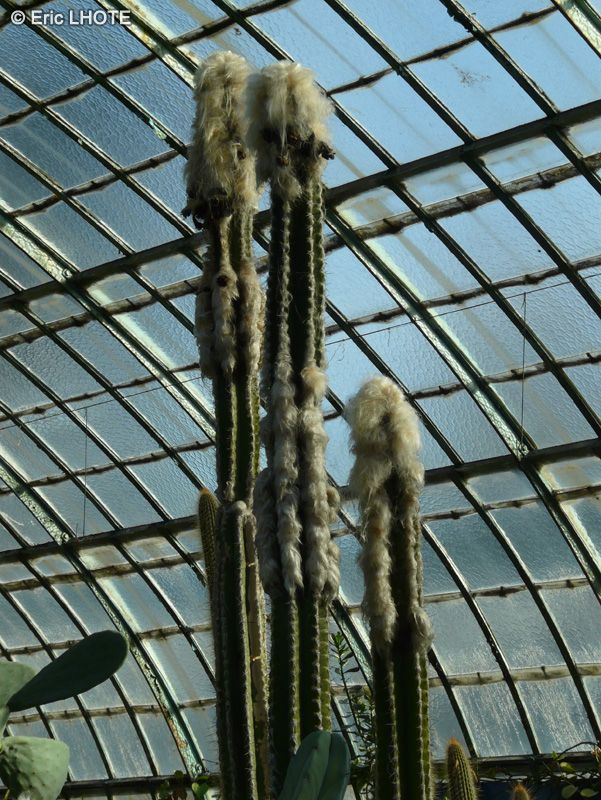 Cactaceae - Philosocereus leucocephalus - Cierge pileux