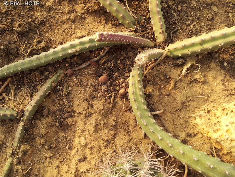 Cactaceae - Selenicereus grandiflorus - Sweet scented cactus, Vanilla cactus