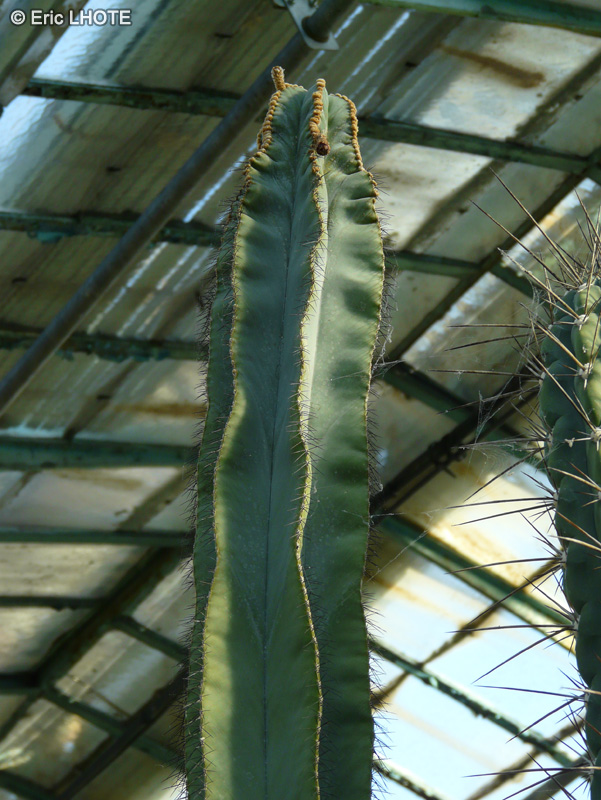 Cactaceae - Stenocereus dumortieri - Vierge aux côtes étroites