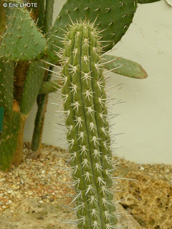 Cactaceae - Stenocereus eruca - Diable rampant