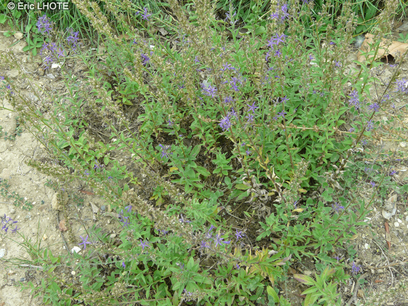 Campanulaceae - Asyneuma canescens, Podanthum canescens - Asyneuma