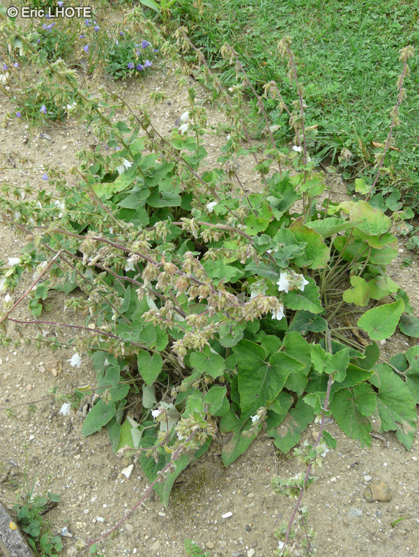 Campanulaceae - Campanula alliariifolia - Campanule à feuilles d’Alliaire