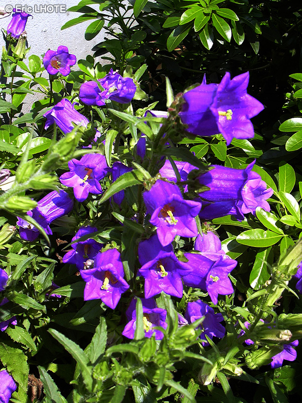 Campanulaceae - Campanula medium - Clochettes de Canterbury, Campanule carillon, Campanule à grosses fleurs