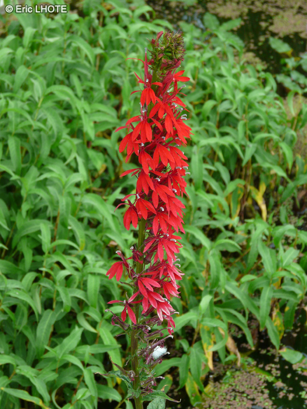 Campanulaceae - Lobelia cardinalis - Lobélie cardinale