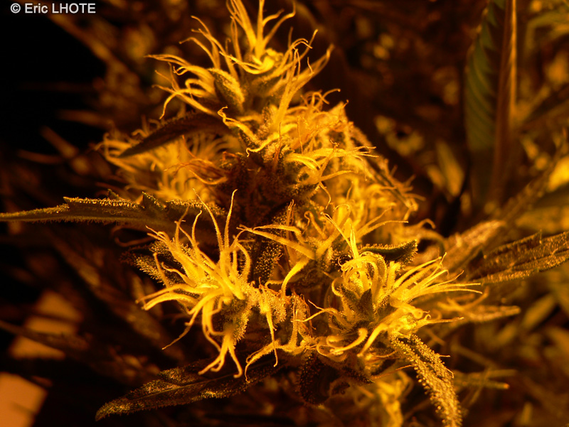 Cannabinaceae - Cannabis indica x sativa - Cannabis, Marie-Jeanne