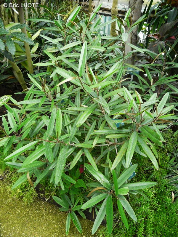 Capparidaceae - Capparis salicifolia - Câprier à feuilles de saule