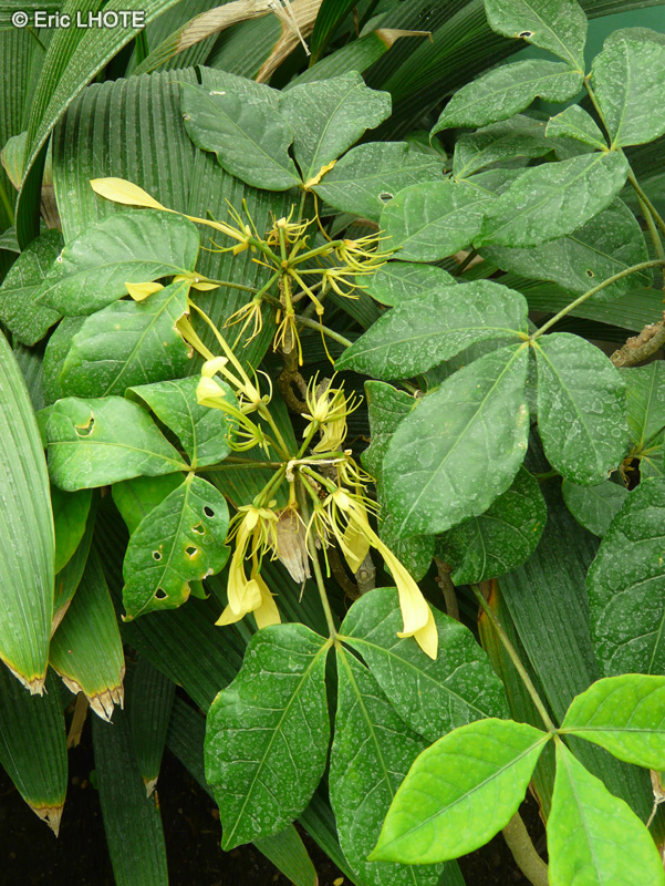 Capparidaceae - Euadenia eminens - Euadenia
