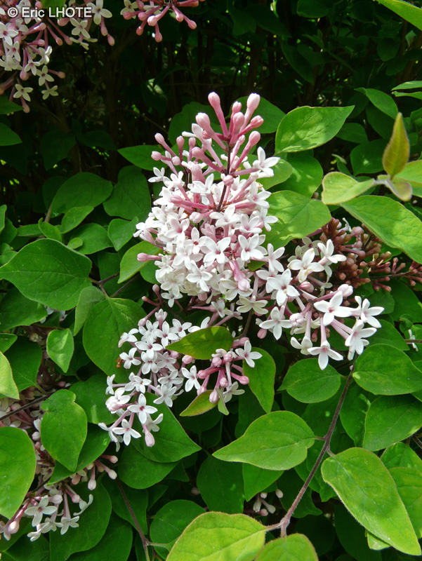 Caprifoliaceae - Abelia mosanensis - Abélie parfumée